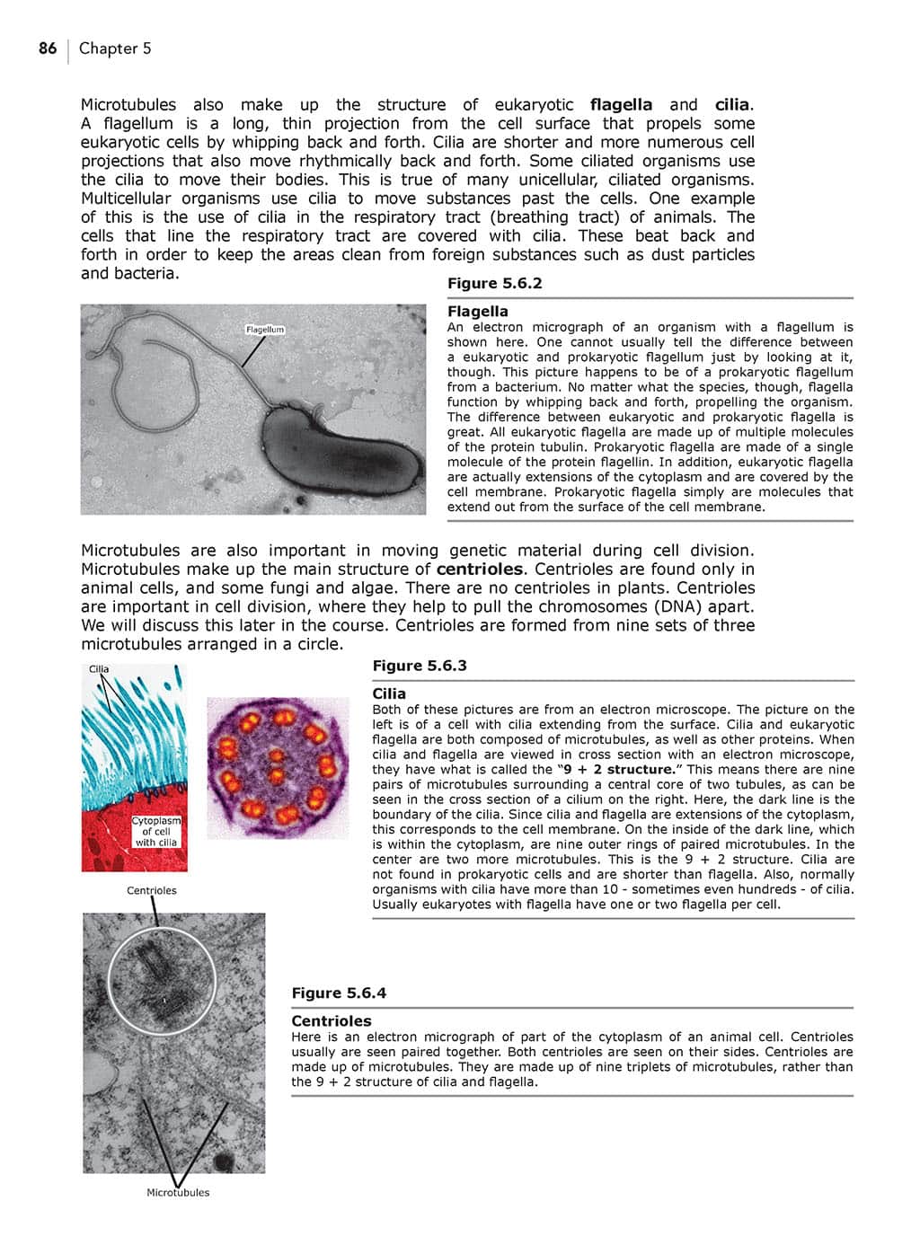 Homeschool Biology Textbook 3rd Edition Revised sample page chapter 5 page 86