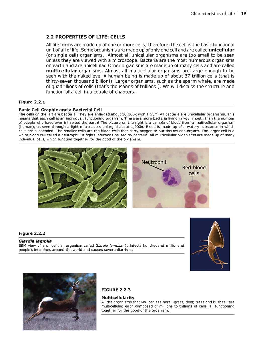 Homeschool curriculum Christian Life Science bundle textbook sample page 2