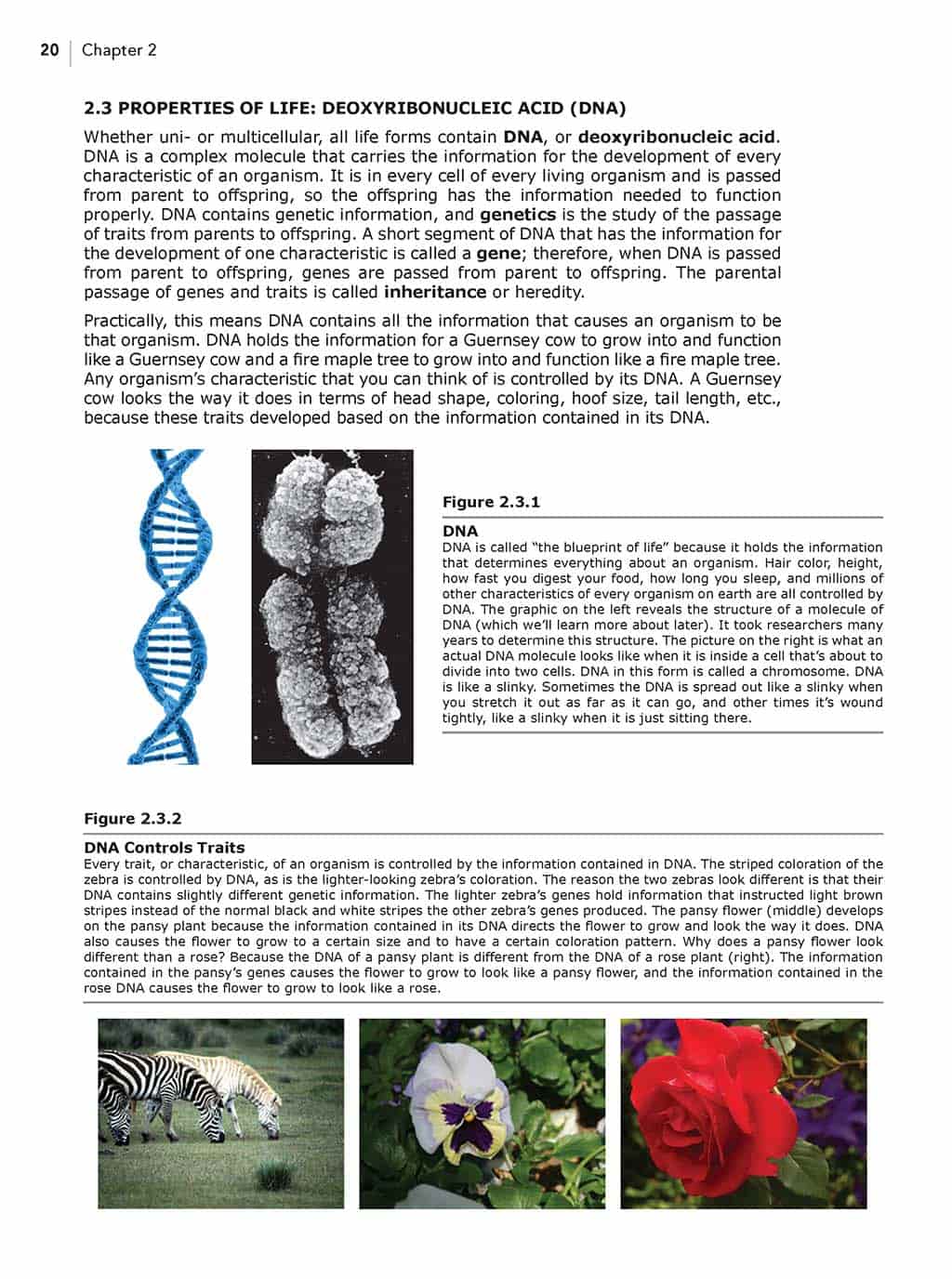Science Shepherd Life Science homeschool textbook chapter 2 sample page 3