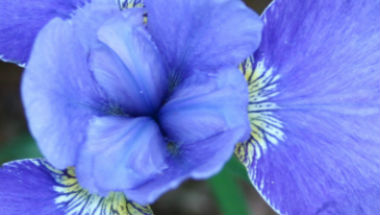 Science Shepherd Homeschool Curriculum key features purple flower