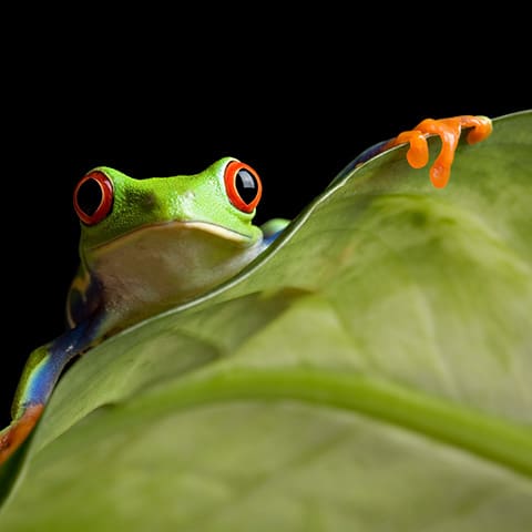Science Shepherd Biology homeschool curriculum banner of green tree frog with orange feet on a green leaf