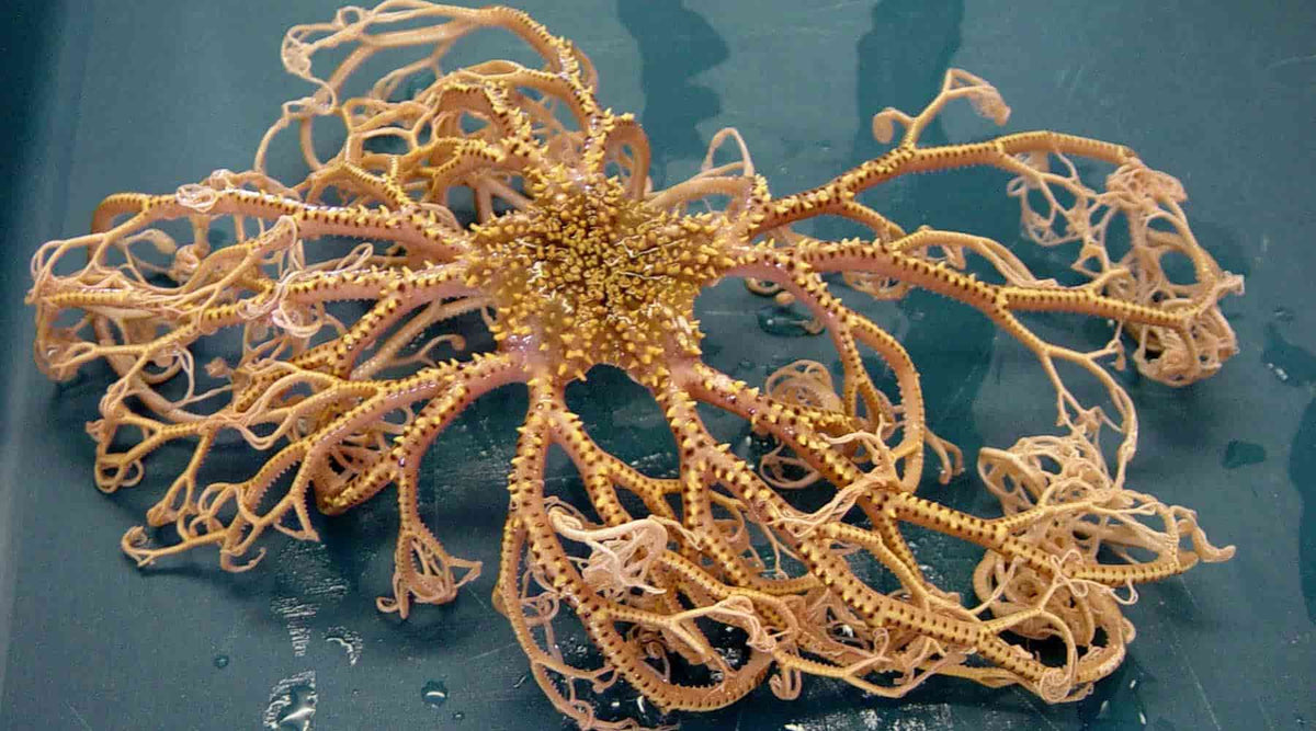 Picture of a basket star, example of evolutionary bias