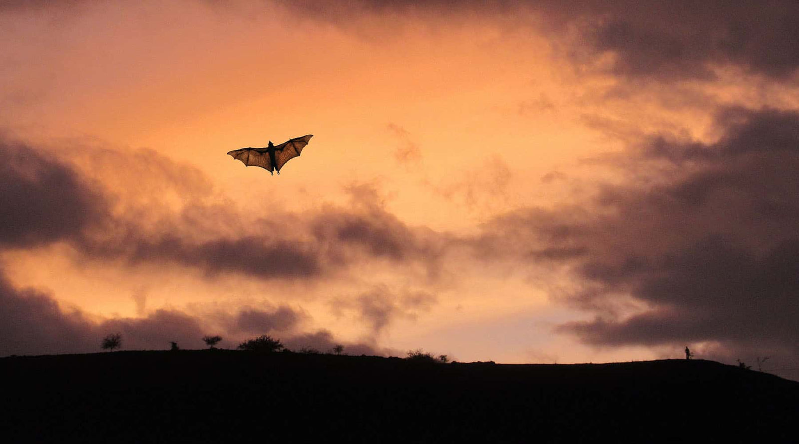 Bat in flight as an example of adaptation of natural selection