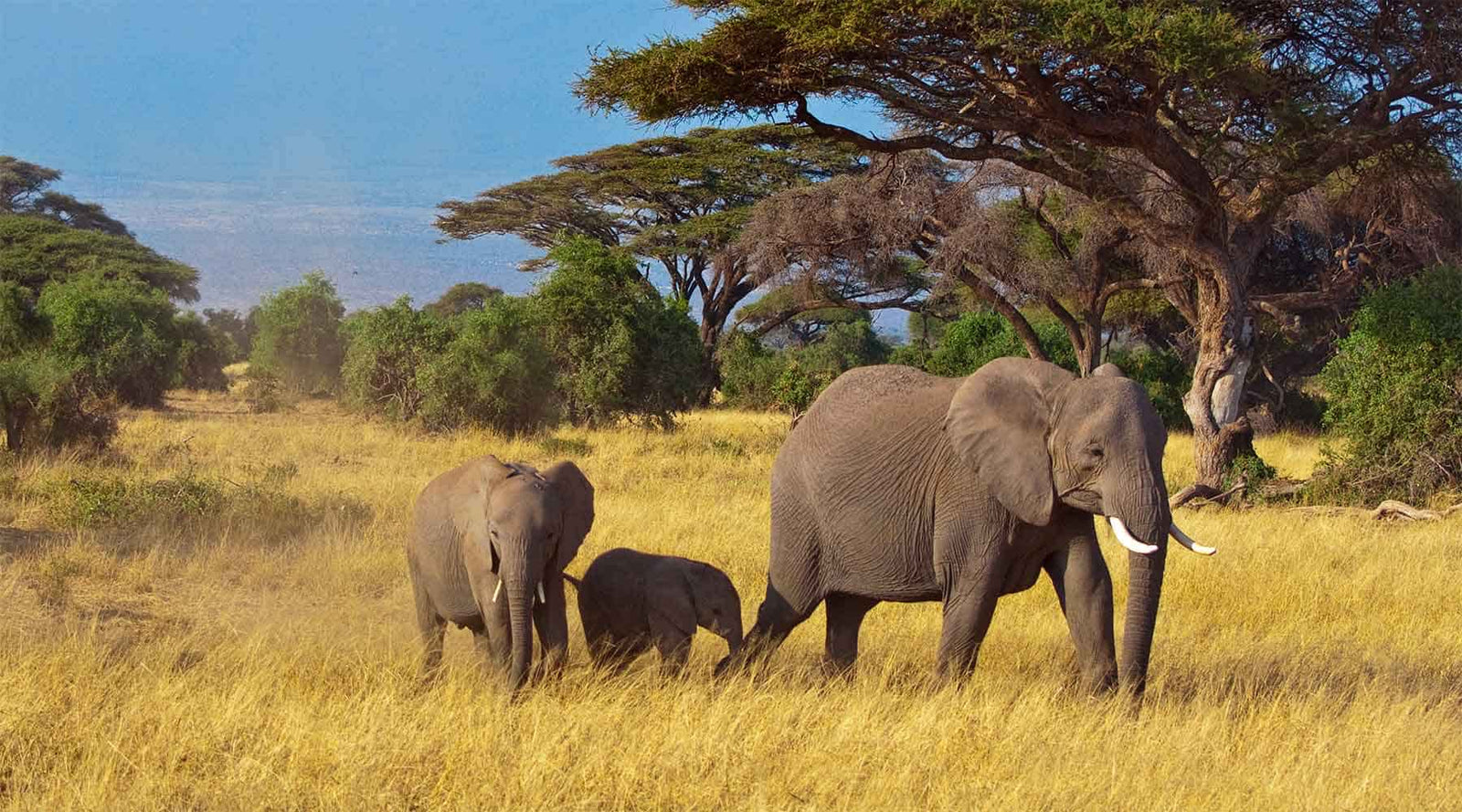 Picture of an elephant family on the savanna
