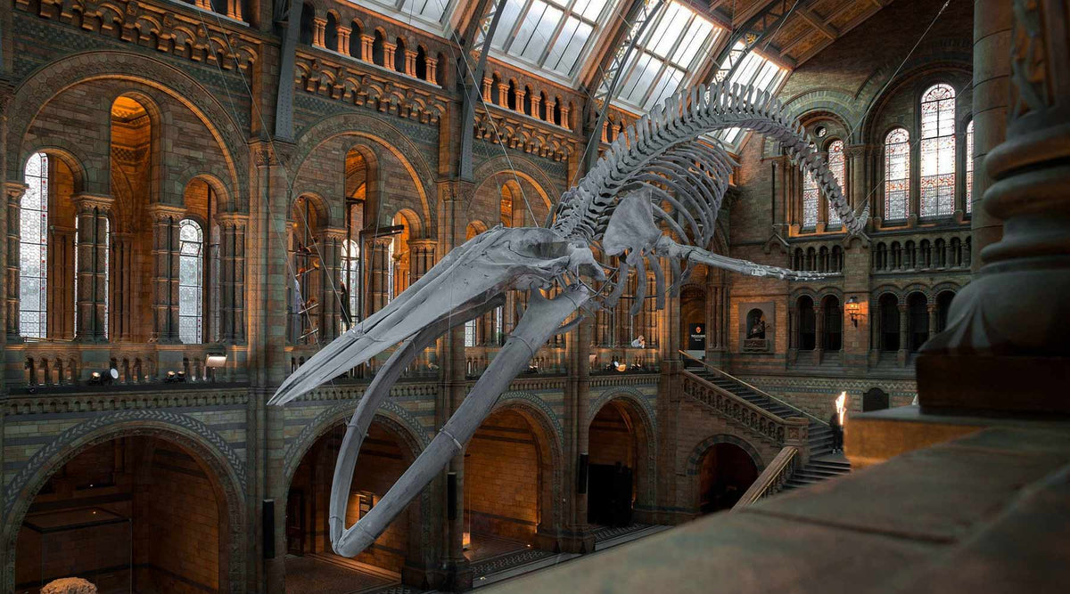 Homeschool museum tour banner of whale skeleton