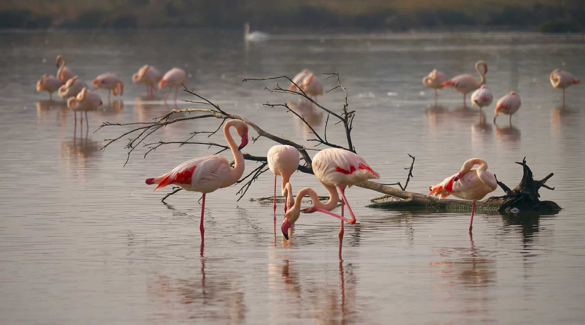 Flamingos standing in a river to illustrate natural selection is not evolution