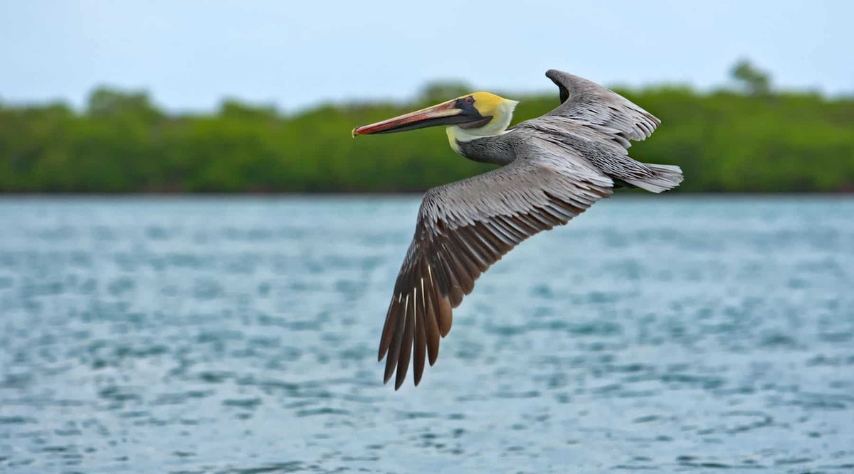 Picture of a pelican in flight over water