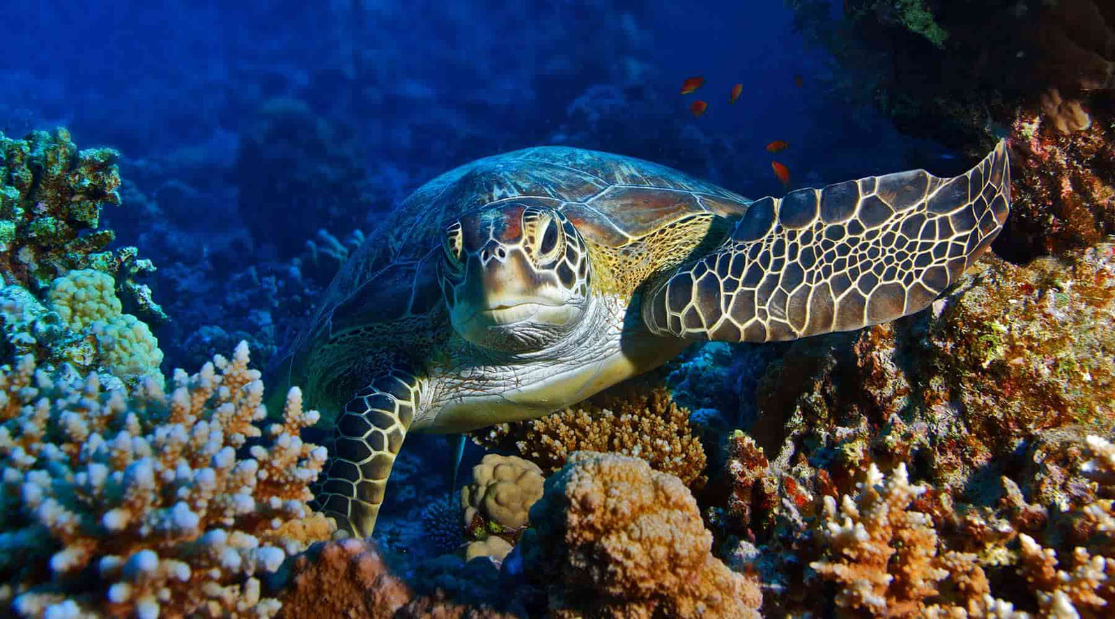 Banner showing a sea turtle underwater near a reef