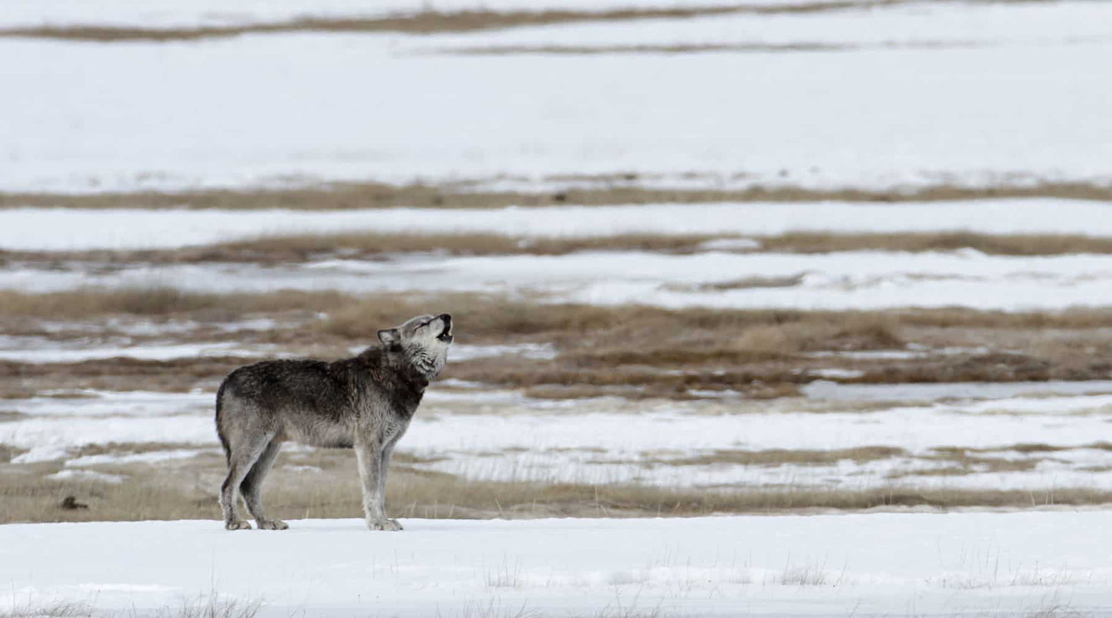 Howling grey wolf on a plain as an example of adaptation in creationism