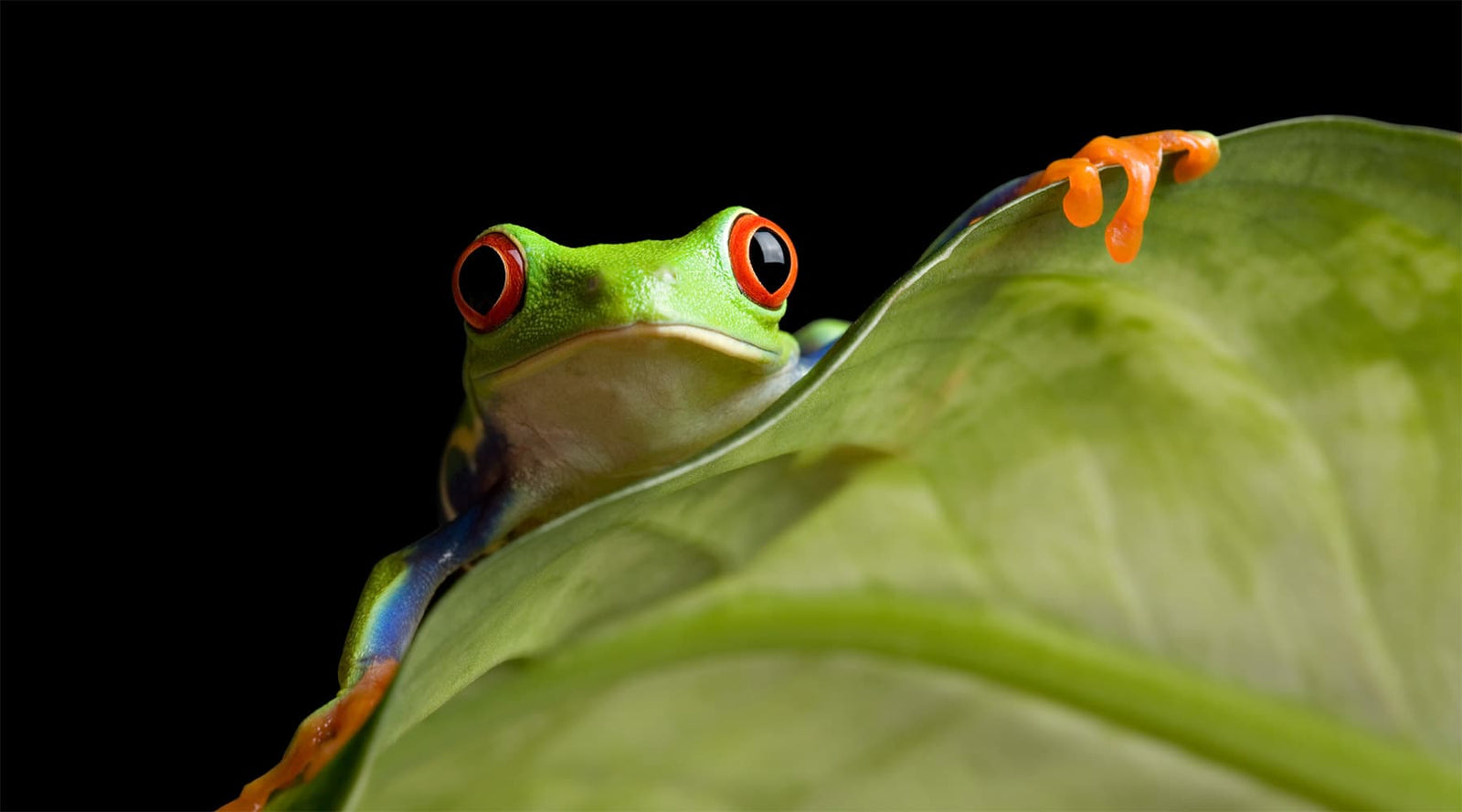 Banner of a tree frog on a green leaf against a black background