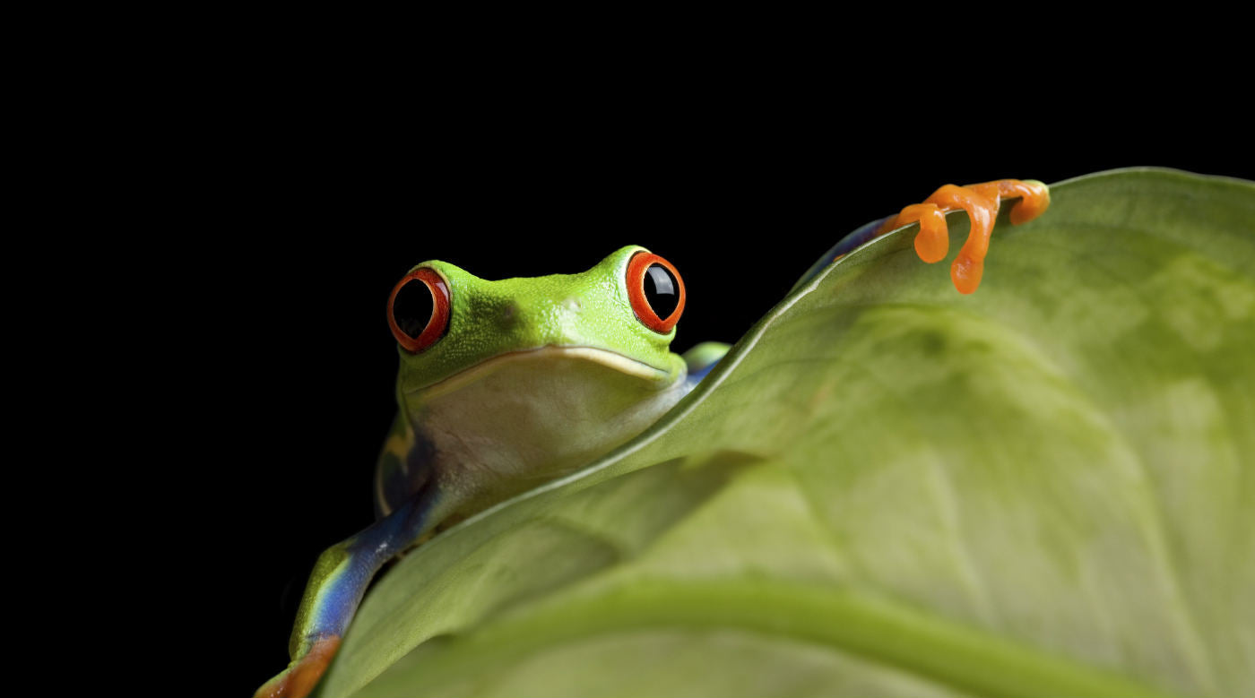 Banner of a green tree frog on a leaf against a black background