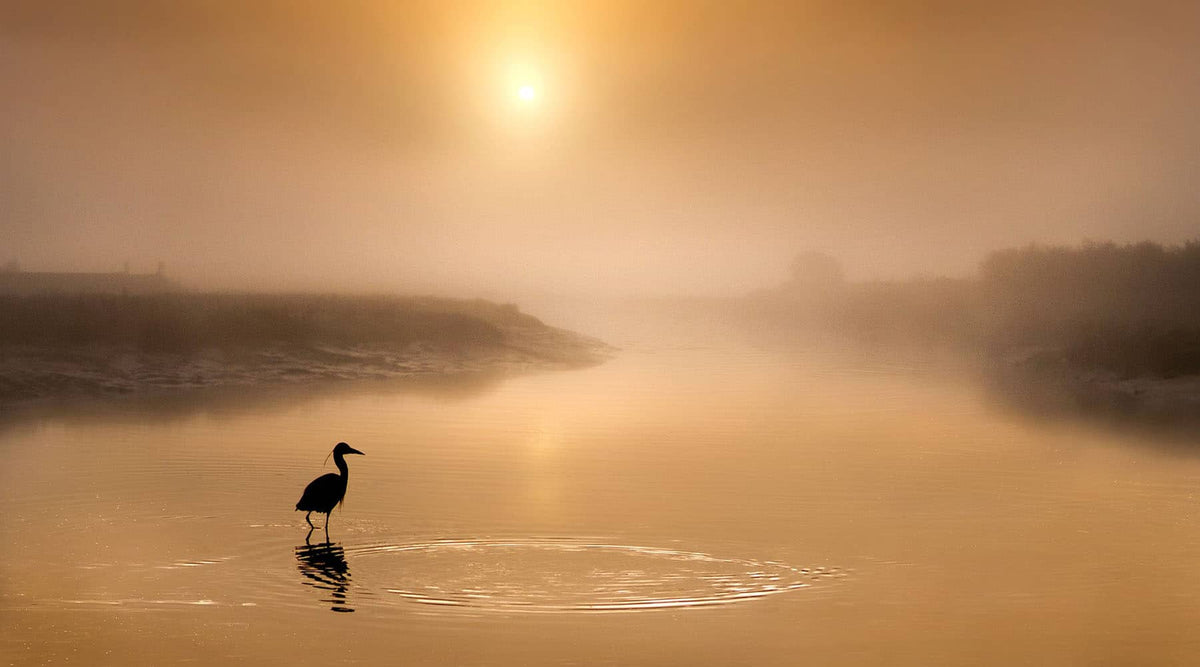 Science Shepherd Homeschool Curriculum early bird sale banner of grey heron in water at sunrise