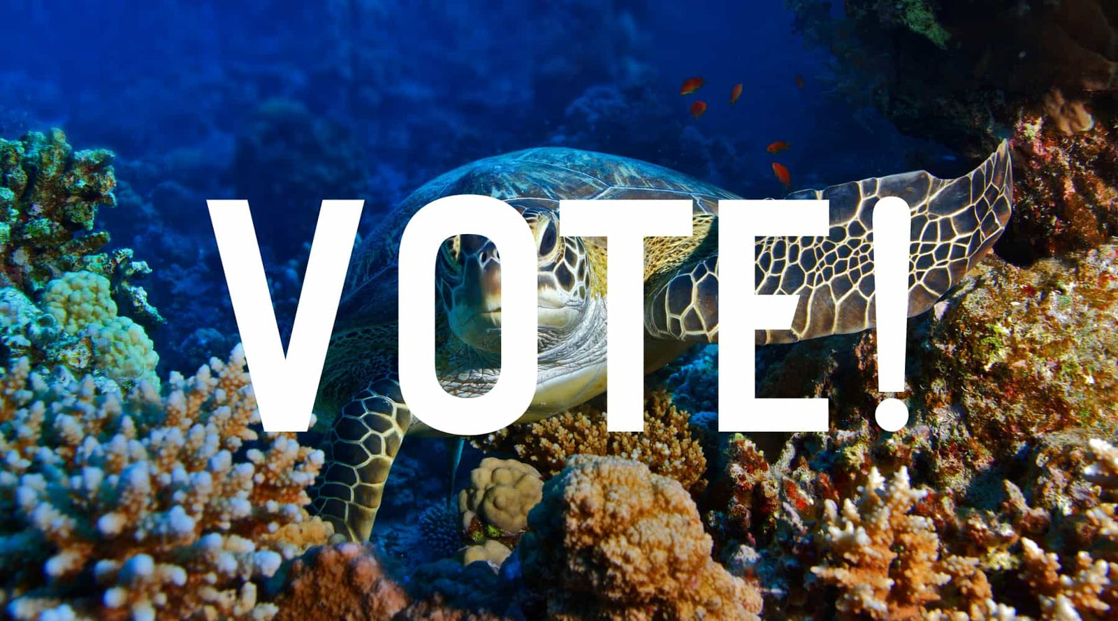 Vote for Science Shepherd