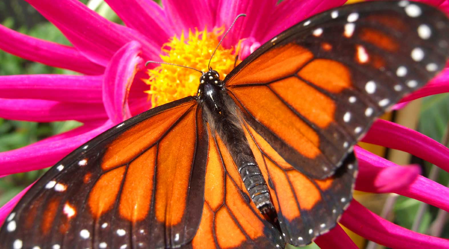 Science Shepherd Homeschool Curriculum monarch butterfly on pink flower