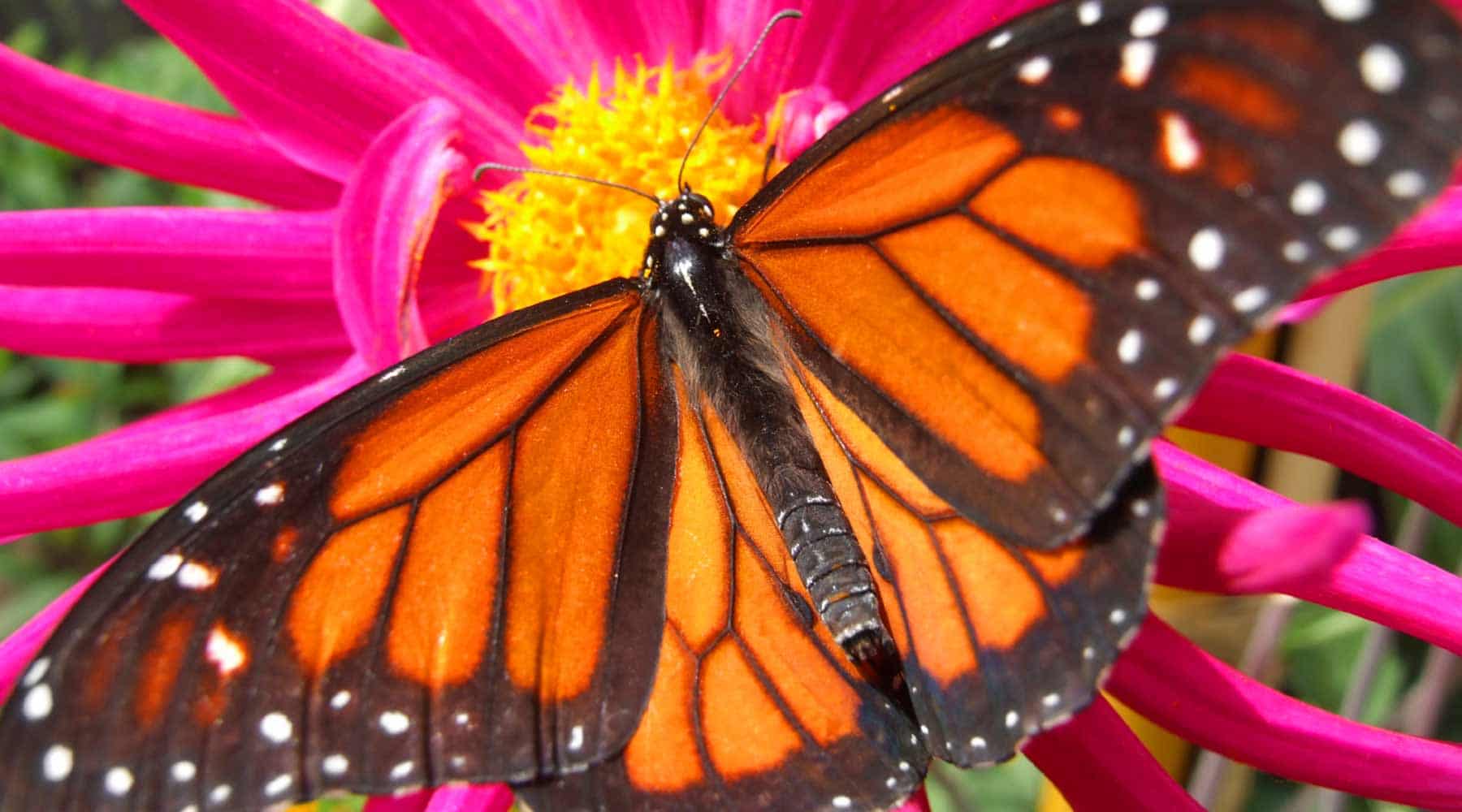 Science Shepherd homeschool curriculum monarch butterfly banner