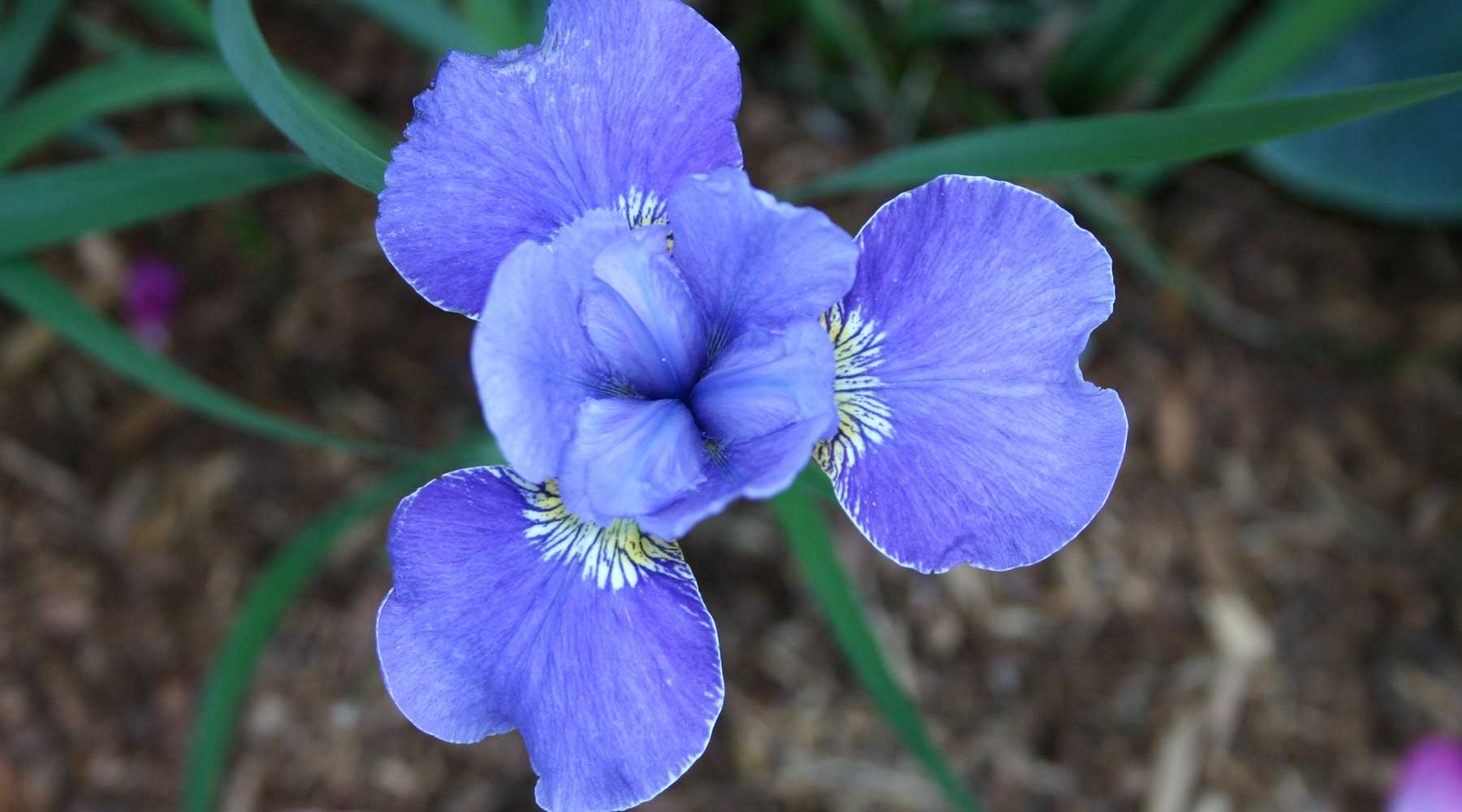 Science Shepherd Homeschool curriculum purple flower close-up