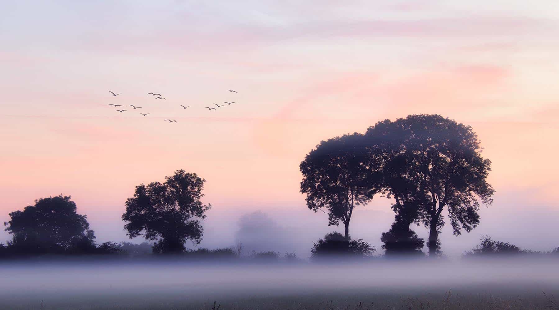 Banner for homeschool early bird deals showing birds in flight