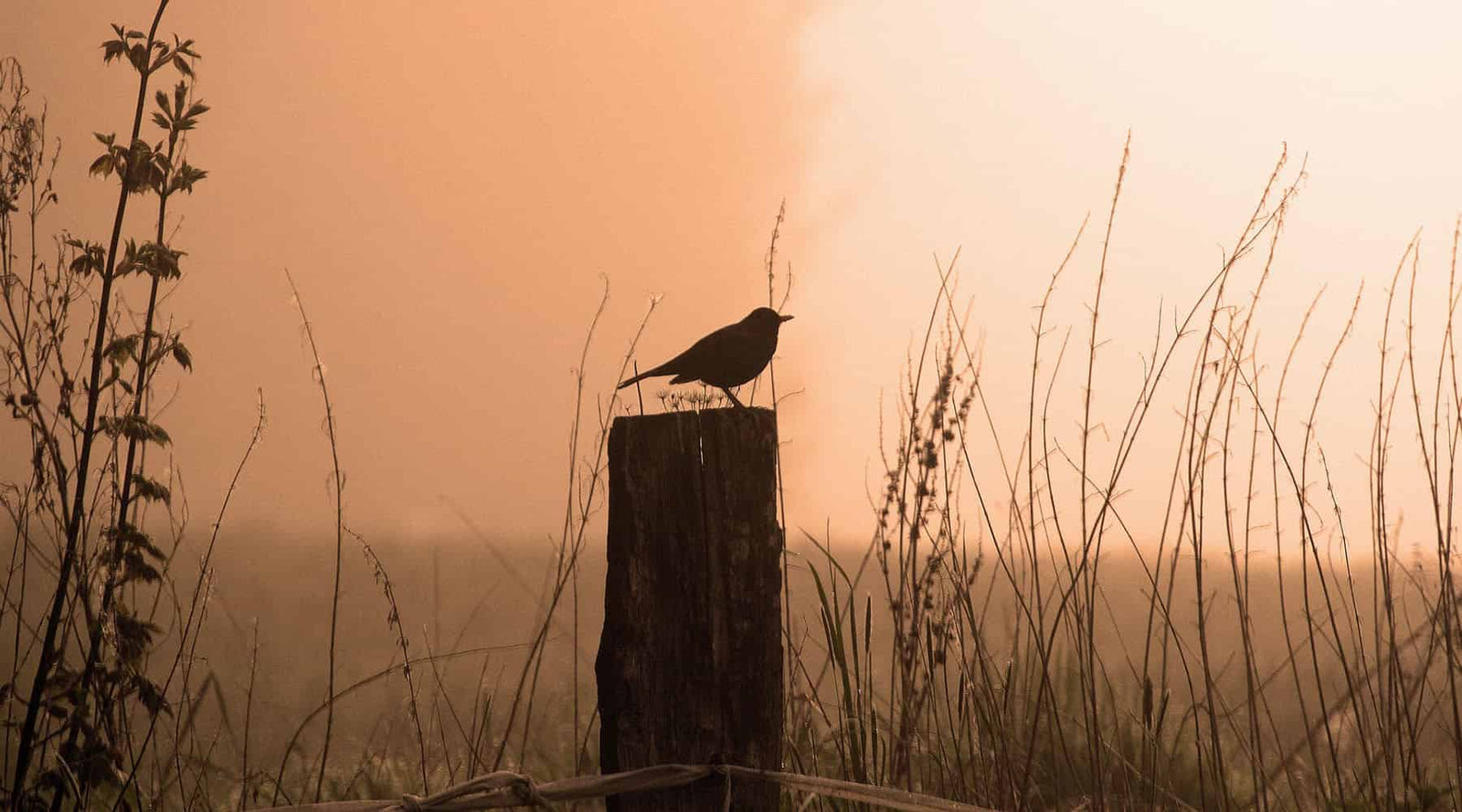 Homeschool early bird sale banner of a bird on a post at dawn
