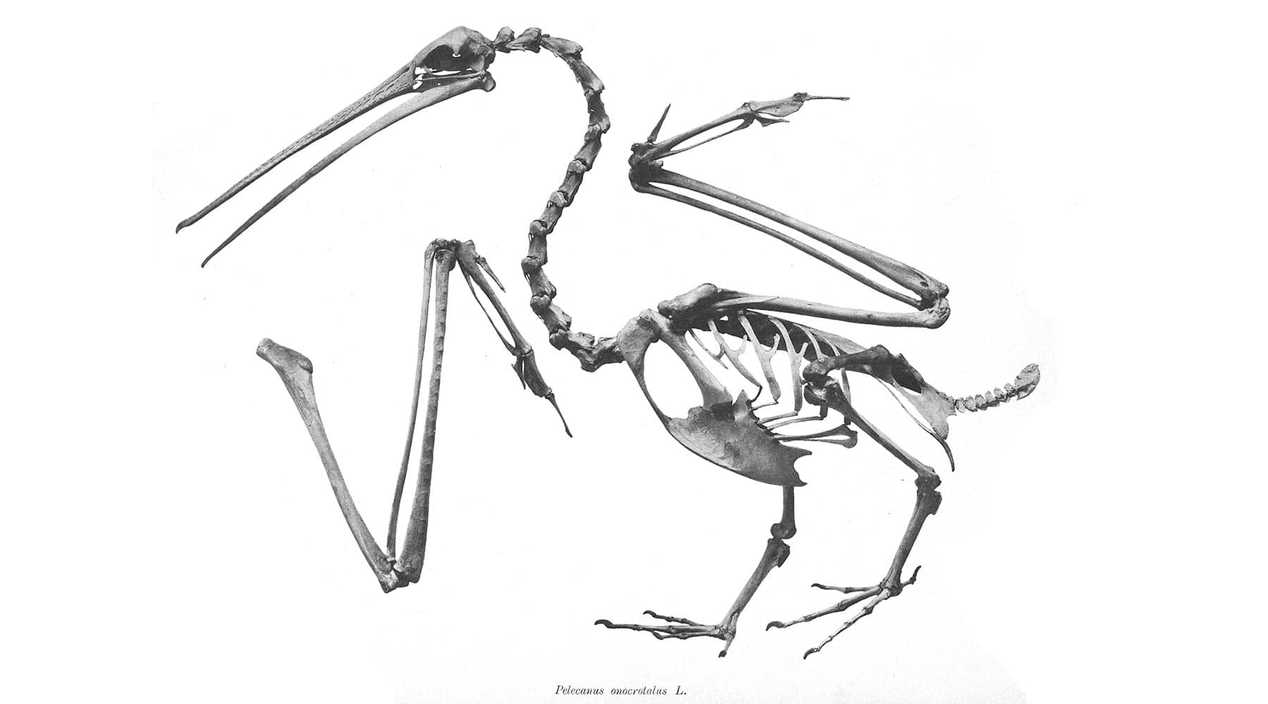 Science Shepherd Homeschool Curriculum image of a Pelecanus onocrotalus fossil