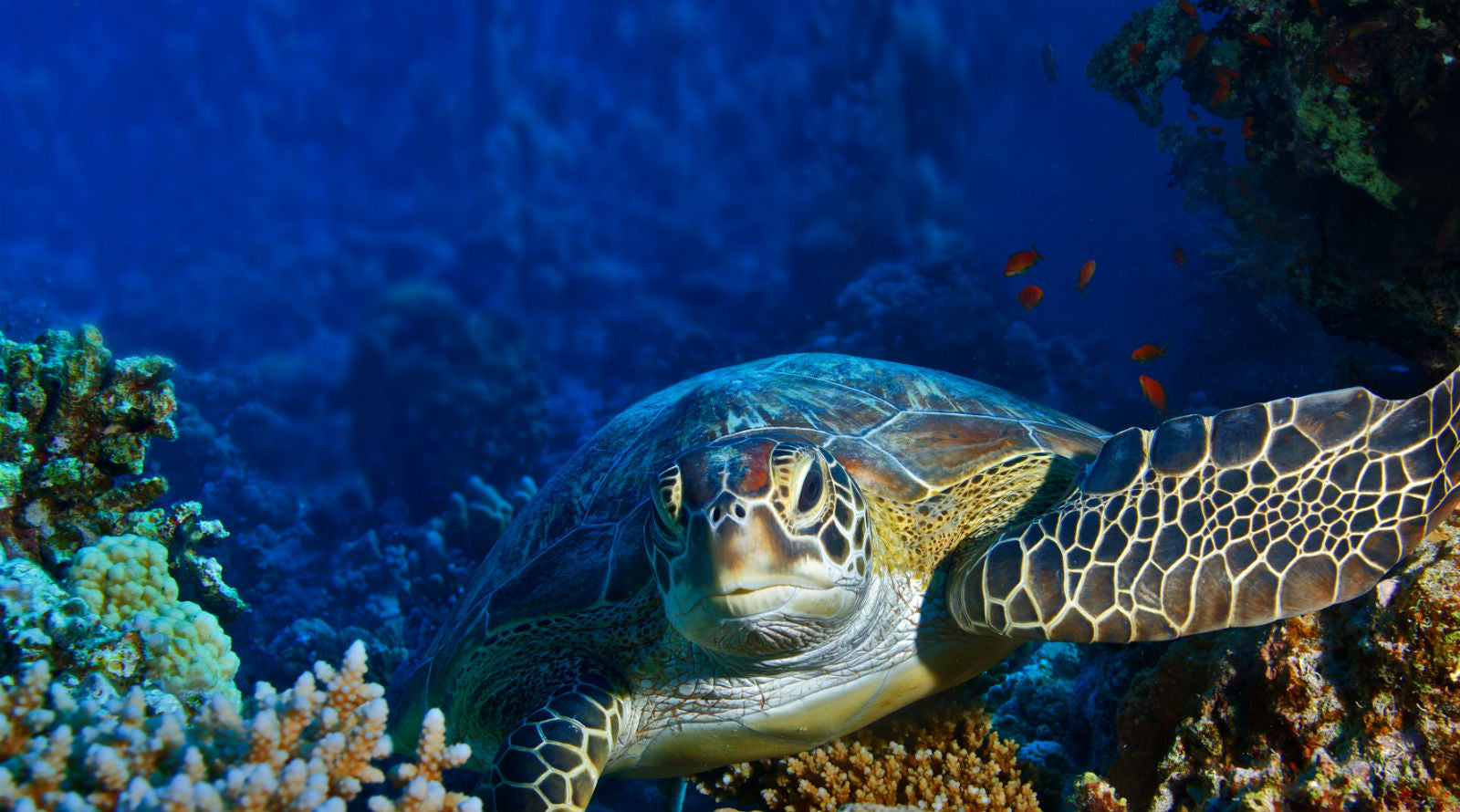 Blog banner of a turtle underwater
