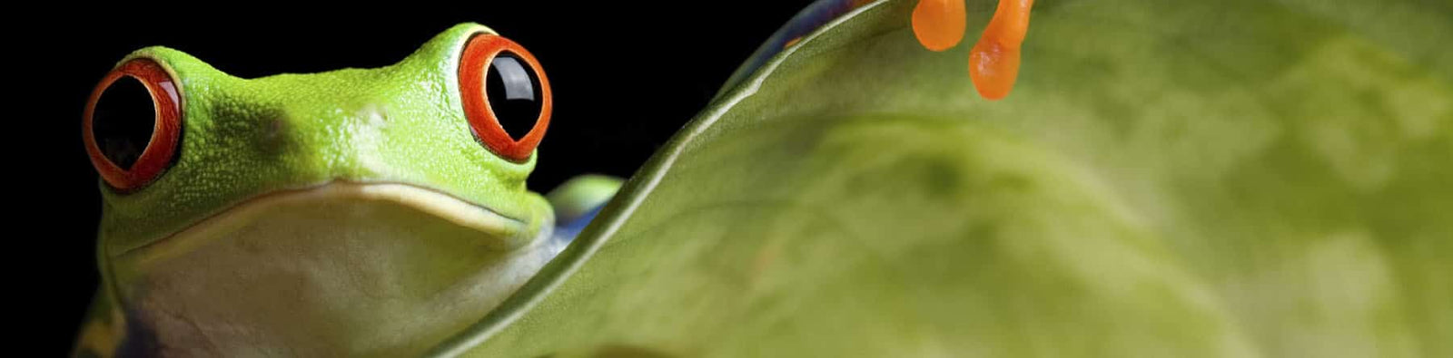 Homeschool high school science curriculum banner of a frog on a leaf