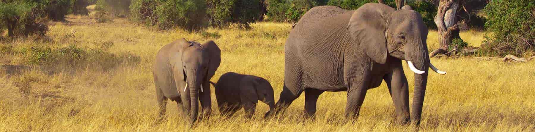Middle school science homeschool curriculum banner of elephant family