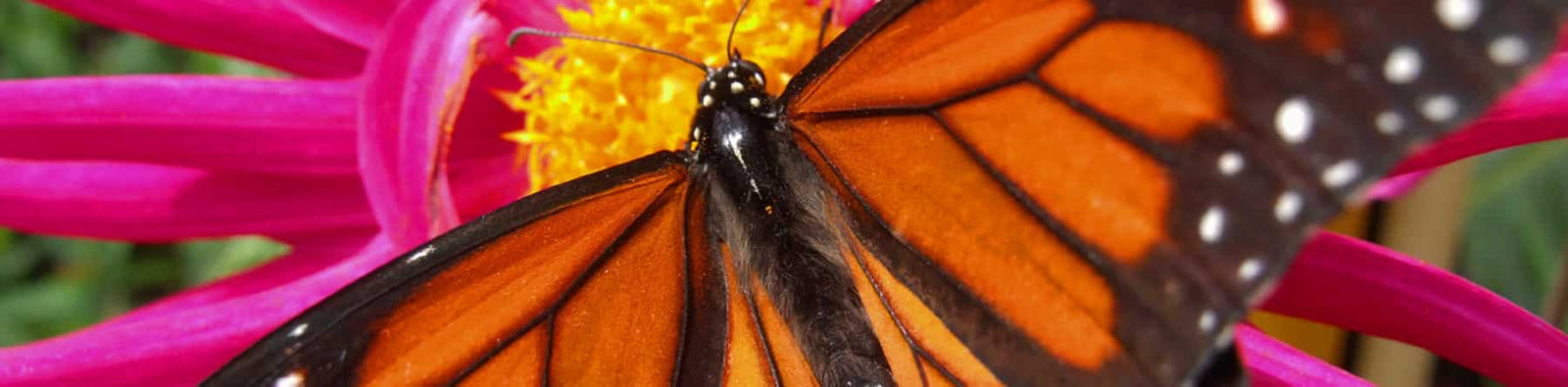 Homeschool creation science curriculum banner of a monarch on pink flower