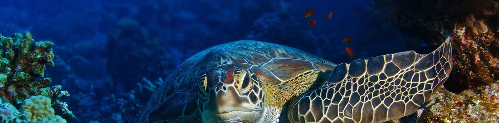 Homeschool elementary science curriculum banner of a turtle under water