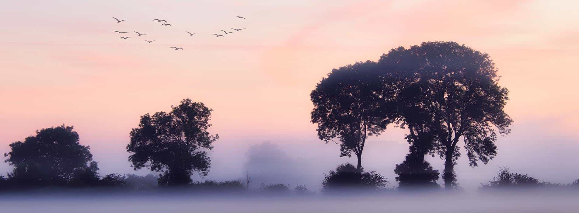 Banner for homeschool early bird sale showing birds in flight