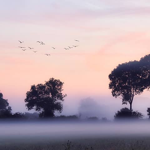 Banner for homeschool early bird sale showing birds in flight