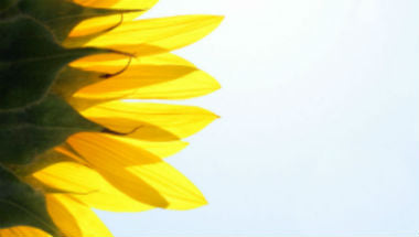 Science Shepherd Homeschool Curriculum co-op friendly sunflower