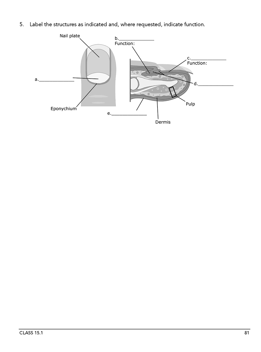 Homeschool anatomy and curriculum sample workbook page 81 Class 15.1