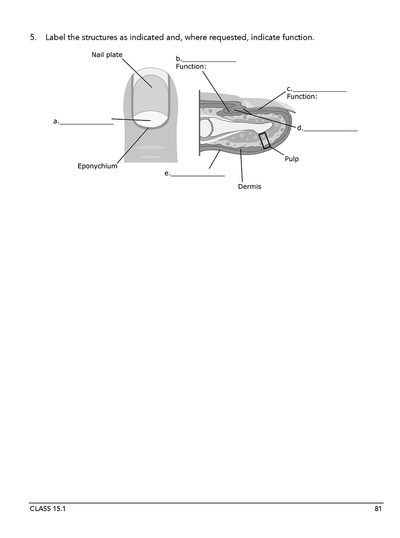 Homeschool anatomy and curriculum sample workbook page 81 Class 15.1