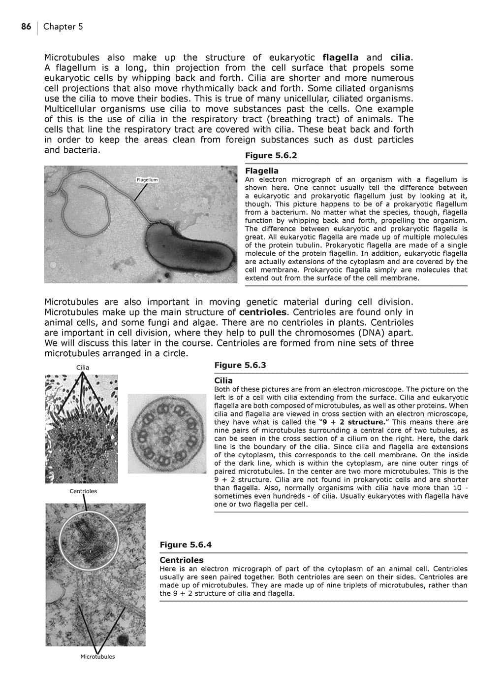 Science Shepherd Biology homeschool high school science Textbook chapter 5 sample page 4