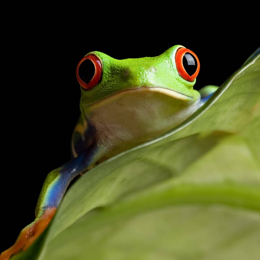 Science Shepherd Homeschool Biology for high school frog