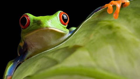 Homeschool Biology curriculum banner of green tree frog with orange feet on a green leaf
