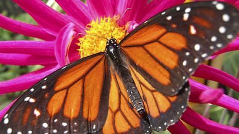 Homeschool creation science curriculum banner of a monarch on pink flower