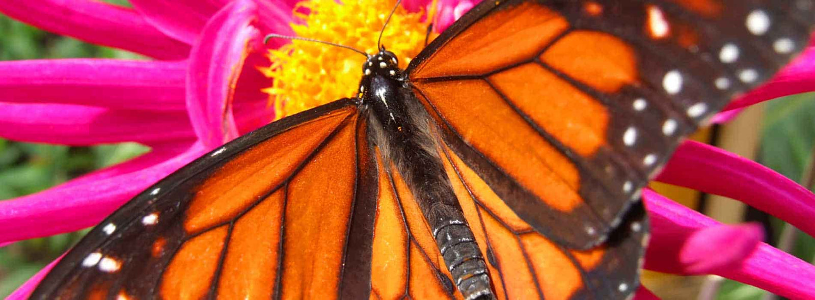 Homeschool science curriculum free samples banner of monarch butterfly on pink and yellow flower