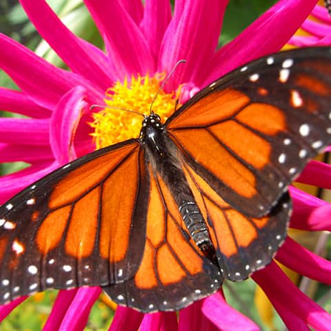 Science Shepherd homeschool curriculum banner of monarch butterfly on pink and yellow flower