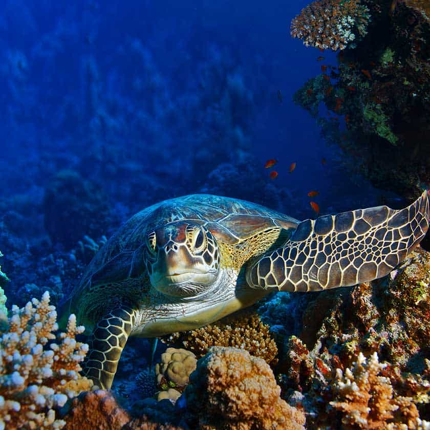 Science Shepherd Homeschool Introductory Science turtle