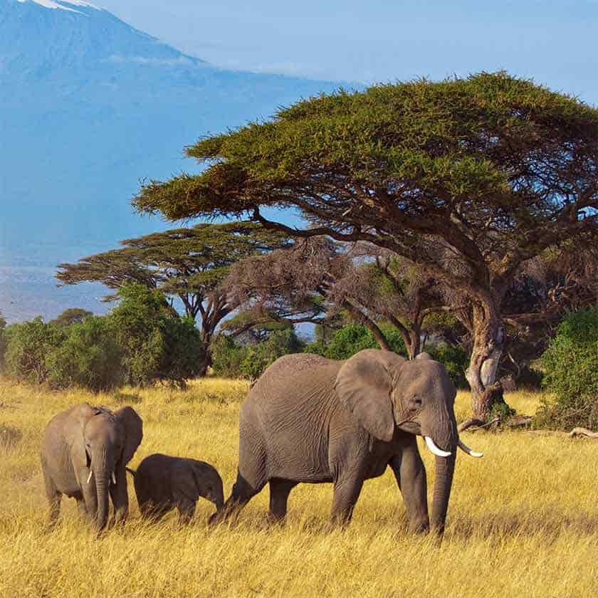 Science Shepherd Homeschool Life Science for Middle School elephant family