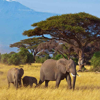 Science Shepherd Homeschool Life Science for Middle School elephant family