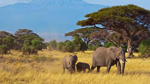 Middle school science curriculum for homeschool banner of elephants on the savanna