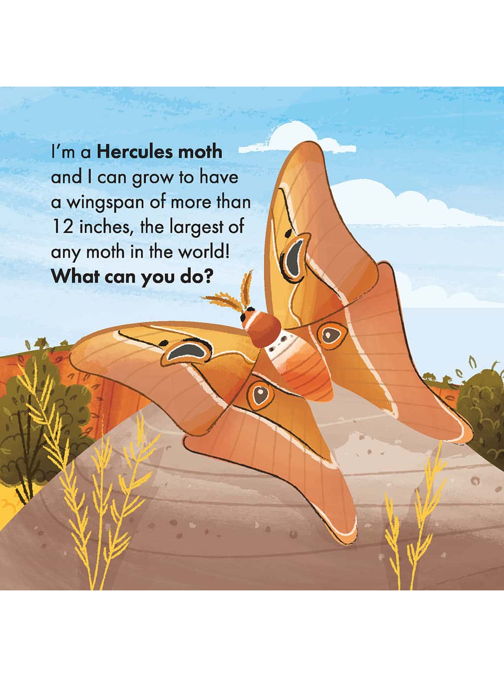 What Can You Do, Australia? Creation science board book page with facts about the hercules moth