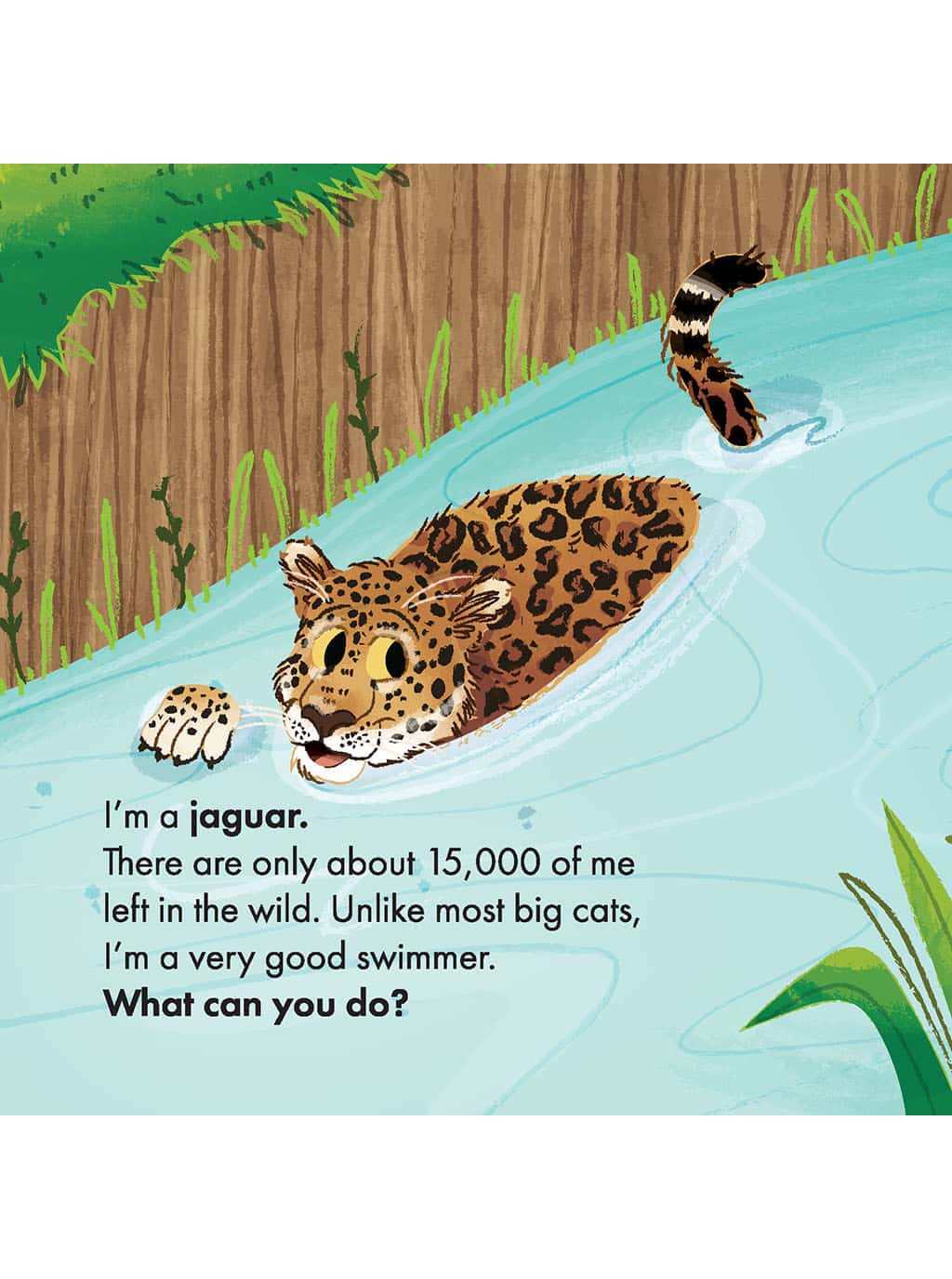 What Can You Do South America creation science for kids board book jaguar page