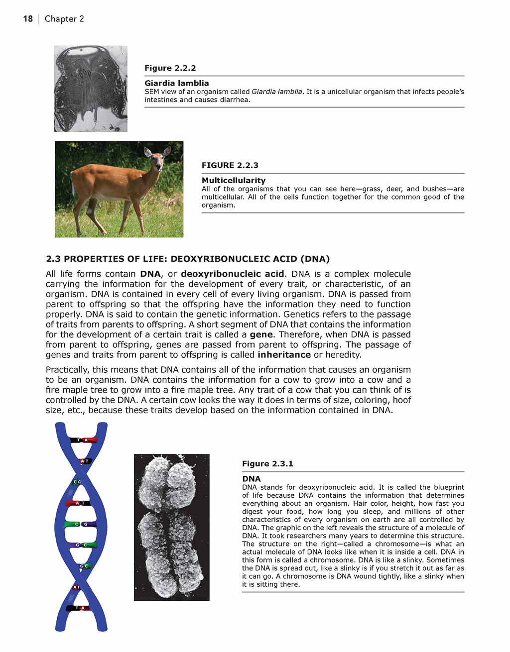 Science Shepherd best homeschool science curriculum Textbook chapter 2 sample page